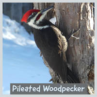 Pileated Woodpecker